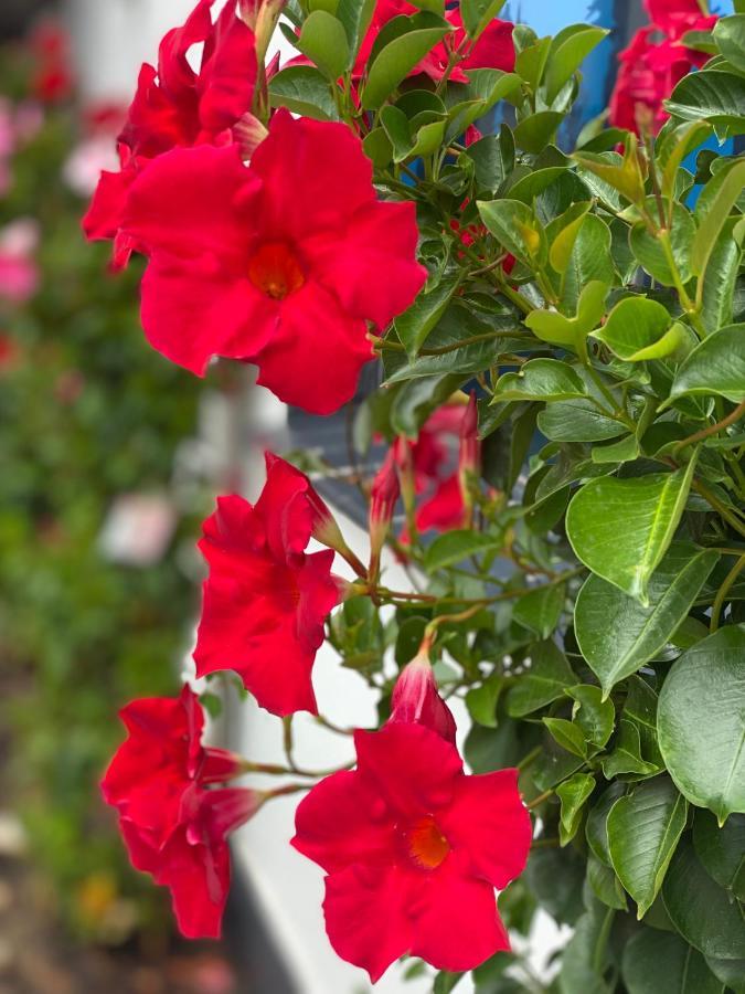 Apartamenty Bernardo كارباش المظهر الخارجي الصورة